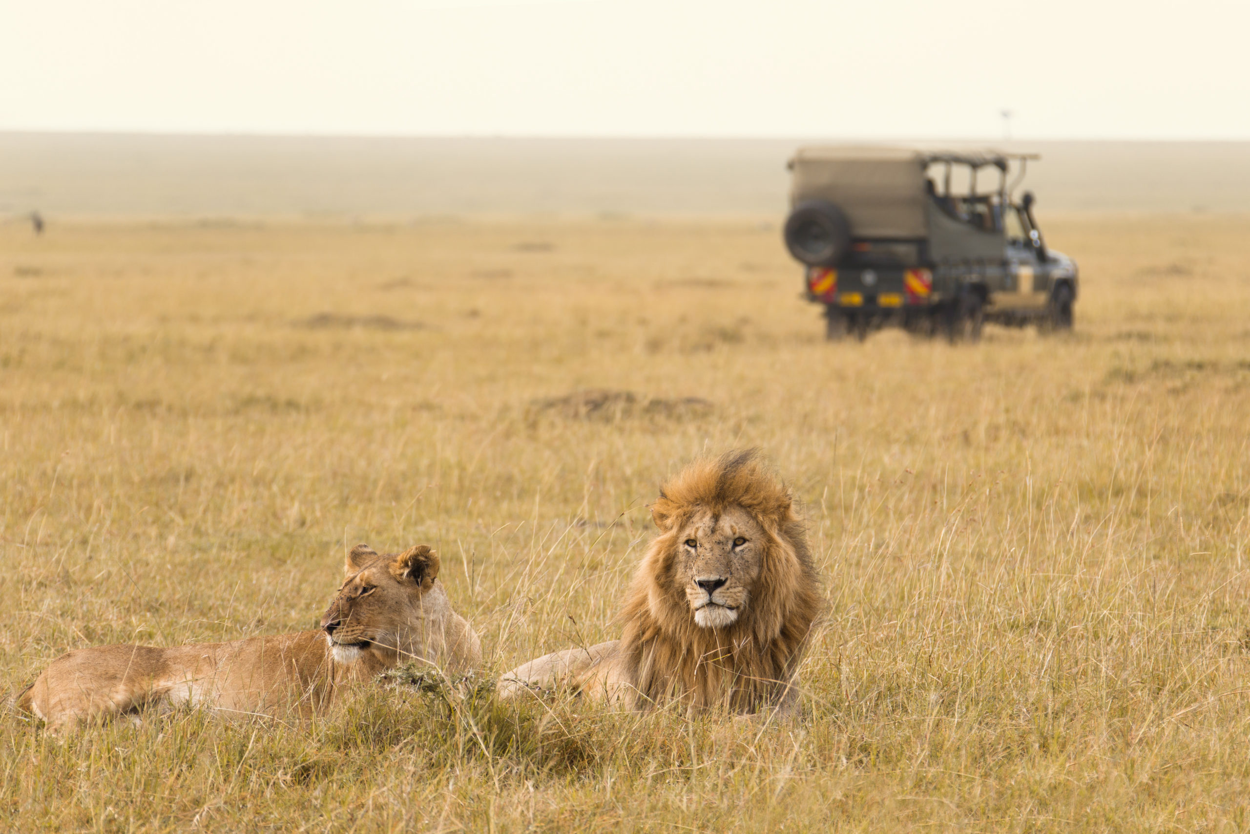 African lion couple and safari jeep